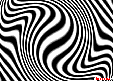 zebra1